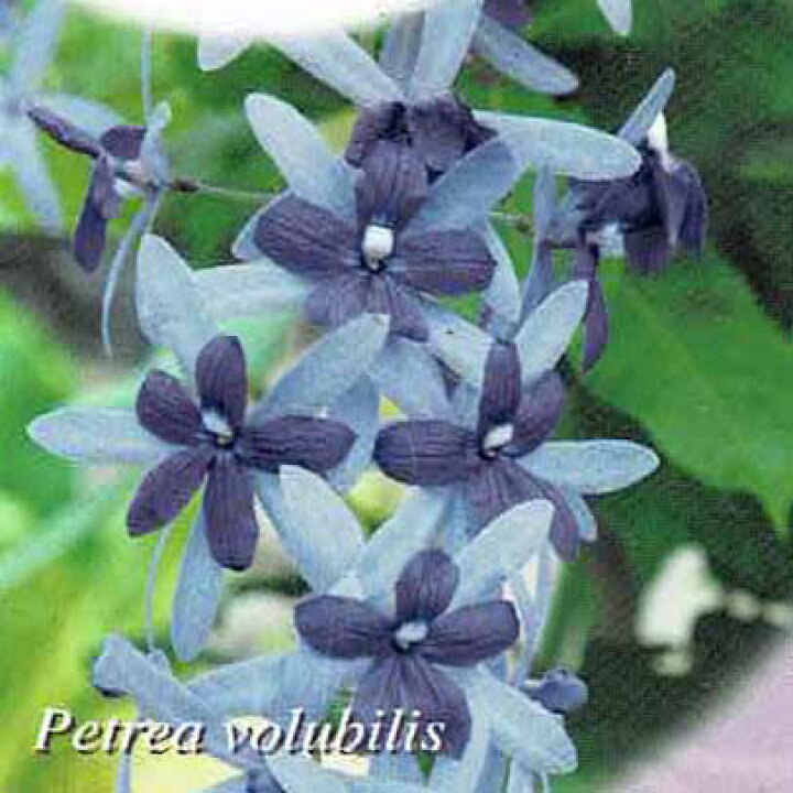 楽天市場 花苗 ペトレア ウォルビリス 3 3 5号 1鉢 お届け中 Petrea Volubilis 半つる性 熱帯花木 夏苗 青花 ガーデン ガーデニング 花壇 鉢植え 熱帯植物 ハッピーガーデン