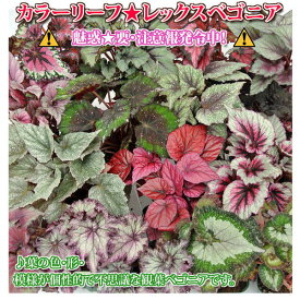 楽天市場 レックスベゴニア 観葉植物 花 観葉植物 花 ガーデン Diyの通販