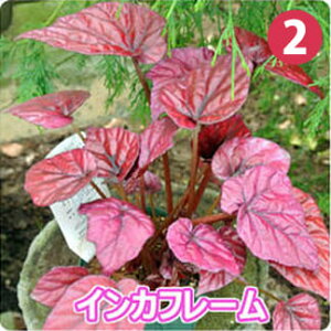 �ԕc �� ���b�N�X�x�S�j�A 21��ނ���I�ׂ� 1���y���͂��� �ʔN�̔��zReccs begonia�@�J���[���[�t �ϗt�A�� ���� ���N�� ��ΐ� �K�[�f�� �K�[�f�j���O �Ԓd ��A�� ���A�� �V�F�C�h�K�[�f�� 