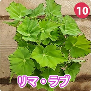 c ԕc H bNXxSjA 21ނIׂ 1y ʔN̔zReccs begonia@J[[t ϗtA  N ΐ K[f K[fjO Ԓd A A VFChK[