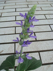 c x_[Z[W 1 3O|bgy͂z Salvia Indigo Spires TrA CfBSXpC[Y A Ԓd A 񂹐A CObVK[f K[f H ~ nbs[K[