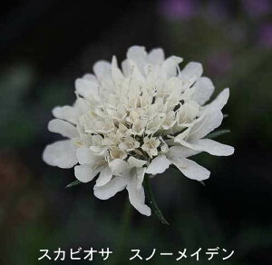 ԕc H N  XJrIT 4I 1 3.5y͂zScabiosa atropurpure Ace of Spade ϊ ԉ   G[XIuXy[h IbNXtH[hu[ Xm[Cf [WJ[