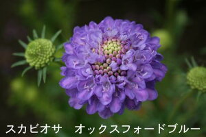 ԕc H N  XJrIT 4I 1 3.5y10{?͂ Hcs\zScabiosa atropurpure Ace of Spade ϊ ԉ   G[XIuXy[h IbNXtH[hu[ Xm[