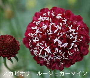 ԕc H N  XJrIT 4I 1 3.5y10{?͂ Hcs\zScabiosa atropurpure Ace of Spade ϊ ԉ   G[XIuXy[h IbNXtH[hu[ Xm[