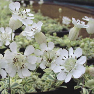 花苗 秋 シレネ ユニフォローラ 斑入り葉 ドレッツ バリエガータ 1鉢 3.5号【お届け中】Silene Uniflora Druett's Variegata 耐寒性多年草 白花 斑入り葉 宿根草 ハンギング 1608
