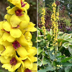 ԕc  o[oXJ VbNXeB[Lh 1 3.5Oy͂zVerbascum Sixteen Candles N  䍂 c K[f t nbs[K[fy2024AKIz