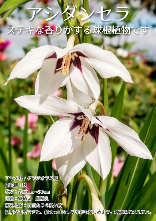 楽天市場 芽出し球根 花苗 アシダンセラ 花苗 1鉢 3球植え 3号 お届け中 Acidanthera Bicolor 球根植物 菖蒲 アヤメ 白花 鉢植え プランター 花壇 鉢植え 庭植え 寄せ植え ガーデン ガーデニング 初夏 花が楽しめ 丈夫で育てやすいタイプ 品種指定できません