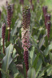 _1000~|bL^ԕc 勅 tA  pCibv[ RT Iׂ2 1Ay͂zEucomis comosa Togela Ruby Jewel [R~X gDQr[ gDQWG A Ԓd v