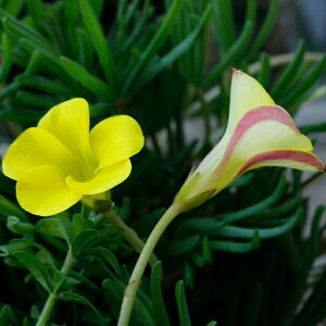 _1000~|bLS^@AςȂ H炫 ILUX S[hACh 10Zbgy͂ [֑ΉzOxalis h Ԓd A A 񂹐A Ԃy