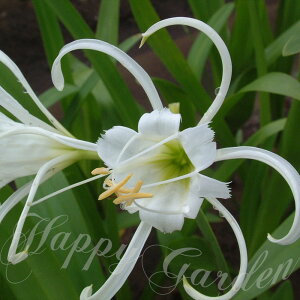 oc ĕc  qmJX Iׂ2 1A 3.5`3.5O|bgy͂zHymenocallis nVA[i tFX^X tA  W XpC_[[ ׊IS F