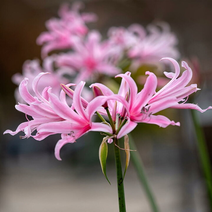 楽天市場 球根 ネリネ ボーデニー 球根3球セット お届け中 コンパクト Nerine Bowdenii 球根植物 桃花 白花 多年草 ガーデン ガーデニング 花壇 鉢植え コンテナ 花の球根 球根 夏花壇 ハッピーガーデン