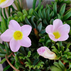 _1000~|bLS^@AςȂ H炫 ILUX p}sN 10Zbgys\10{`͂ [֑ΉzOxalis ԕc h Ԓd A A 