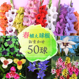 楽天市場 アイアン 球根 ガーデニング 農業 花 ガーデン Diyの通販