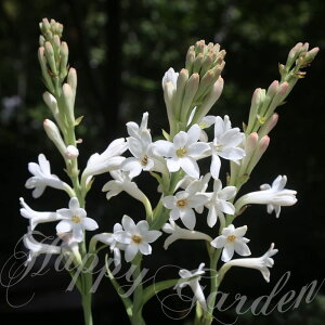 c oc  ĕc AςȂ `[x[Y 5I 1 3.5 1Ay͂zPolianthes tuberosa tuberose A tA  闈 A ԒdA A c nbs