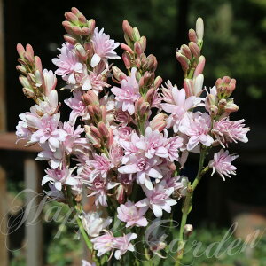 c oc  ĕc AςȂ `[x[Y 5I 1 3.5 1Ay͂zPolianthes tuberosa tuberose A tA  闈 A ԒdA A c nbs
