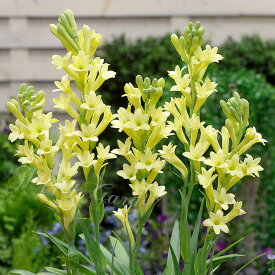 芽出し球根苗 花 夏苗 植えっぱなし チューベローズ 5種より選択 1鉢 3.5号 1球植え【お届け中】Polianthes tuberosa tuberose 球根植物 春植え球根 月下香 夜来香 ガーデン ガーデニング 庭植え 花壇植え 鉢植え 苗 ハッピーガーデン