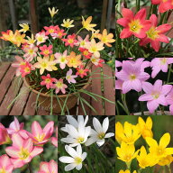 花苗 多年草 花 ゼフィランサス レインリリー ハブランサス 選べる種類 3球植え 1鉢 3号【お届け中】Zeph…