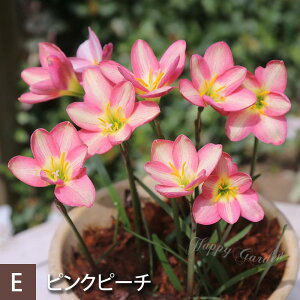 1000~|bL ԕc N  [tBTX C[ nuTX Iׂ 3A 1 3y͂zZephyranthes t AςȂ ā`Ԃy ^}X_  H nbs