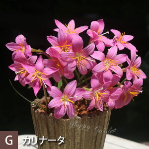 1000~|bL ԕc N  [tBTX C[ nuTX Iׂ 3A 1 3y͂zZephyranthes t AςȂ ā`Ԃy ^}X_  H nbs