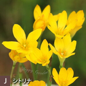 1000~|bL ԕc N  [tBTX C[ nuTX Iׂ 3A 1 3y͂zZephyranthes t AςȂ ā`Ԃy ^}X_  H nbs