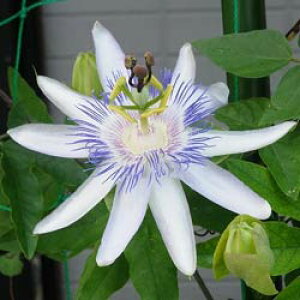 ԕc H N gPC\E X^[EIuET[r[g 1 4.5y͂zPassiflora Star of Surbiton N O[J[e NC~O 鐫 Ƃ v ΂̃J[e 悵