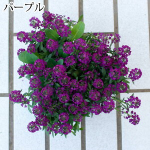 _1000~|bL^ԕc HA ~A XC[gAbT IׂԐF 3Zbg 3.5y͂zLobularia maritima tc ~c tc 1N K[fjO c 񂹐A  x_[F   