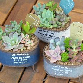 楽天市場 多肉植物 寄せ植え イベント 祝日出産 の通販