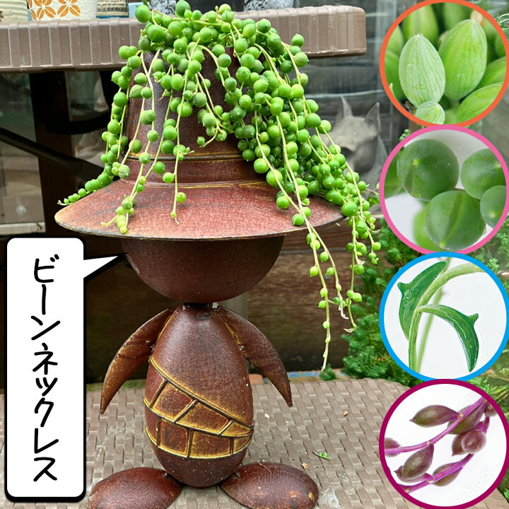 楽天市場】多肉植物 ビーンネックレスシリーズ 5種から選べる 1鉢 2.5 