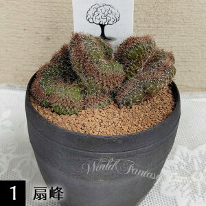苗 観葉植物 脳みそ サボテン ブレインカクタス 選べる種類 3.5号 硬質鉢【お届け中】Cactaceae 覇王樹 さぼてん 脳味噌 のうみそ ノウミソ 脳ミソ 多肉植物 扇峰 エロンガタ綴化 黒獅子