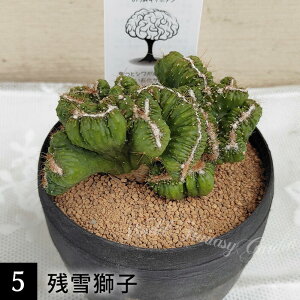 �ϗt�A�� �]�݂� �T�{�e�� �u���C���J�N�^�X �I�ׂ��� 3�`3.5�� �d�����y���͂����zCactaceae �e���� ���ڂĂ� �]���X �����A�� ��� �G�����K�^�ԉ� �����q