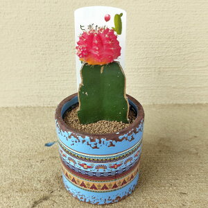  Mtg A v[g aT{e q{ 1 GXjbN ꉲOy͂ n著zGymnocalycium mihanovichii  a T{e q{^ j j N 