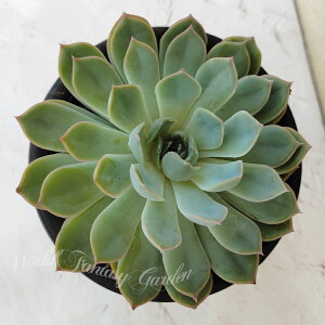 A c GPxA WV[ 1 4y͂zEcheveria Jasiri  c ϗtA N ΐ 񂹐A A J[[t K[f K[fjO