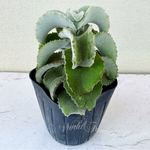 怪獣 多肉植物 苗 カランコエ ペファレンシス 1鉢 3〜3.5号【通年販売】【お取り寄せ】Kalanchoe beharensis ベハレンシス ベンケイソウ 多肉 多肉苗 観葉植物 多年草 常緑性 寄せ植え 鉢植え カラ
