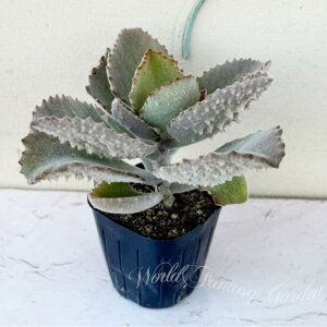 b A c JRG t@O 1 3`3.5yʔN̔zy񂹁zKalanchoe Fang xPC\E  c ϗtA N ΐ 񂹐A A J[[t K[f K[f