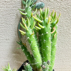 怪獣 多肉植物 苗 サボテン 姫将軍 1鉢 3〜3.5号【通年販売 お取り寄せ】Austrocylindropuntia subulata f.monstrosus 多肉 多肉苗 観葉植物 多年草 常緑性 寄せ植え 鉢植え カラーリーフ ガーデン ガーデニ