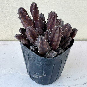 b A c t[fBA 1 3`3.5yʔN̔ 񂹁zHoodia  c ϗtA N ΐ 񂹐A A J[[t K[f K[fjO LE`NgE KKC 