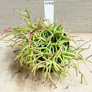 b A c vTX JXbT 1 3`3.5yʔN̔ 񂹁zRhipsalis gQȂ T{e nbs[K[f