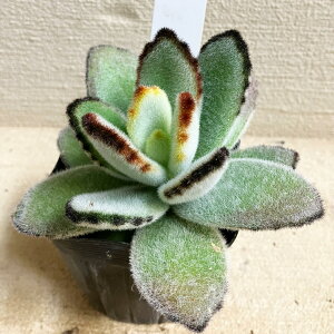 _b^ A c JRG e cLgW 1 3`3.5yʔN̔ 񂹁zKalanchoe tomentosa xPC\E  c ϗtA N ΐ 񂹐A A J[[t K[