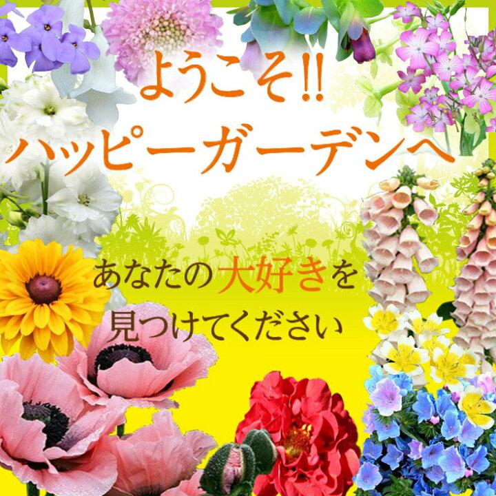 楽天市場 花苗 おまかせ 8苗セット 用途で選べる お届け中 送料無料 苗 花苗 セット 宿根草 苗物 花の苗 1年草 多年草 ガーデニング 花壇 即日発送 イングリッシュガーデン 寄せ植え 庭植え ハッピーガーデン