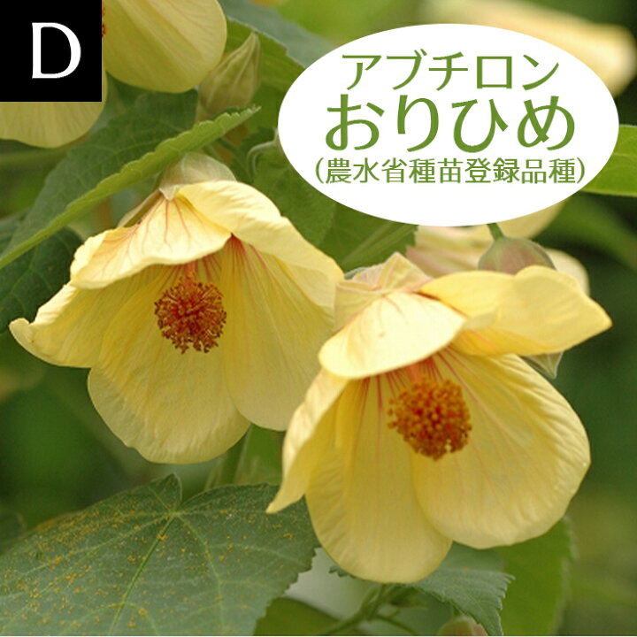 楽天市場 花苗 アブチロン 8種から選べる 1鉢 3 3 5号ポット お届け中 Abutilon Hybridum 夏苗 鉢植え 花壇 ガーデニング 矮性 わい性 赤花 黄花 ガーデン 低木 つる植物 ハッピーガーデン