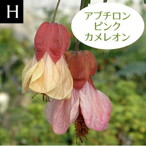 c ԕc H Au` 8킩Iׂ 1 3O|bg ԏIł͂y͂zAbutilon hybridum ĕc A Ԓd K[fjO ␫ 킢 ԉ  K[f  A t H 