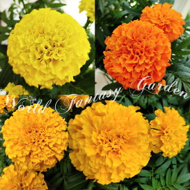 楽天市場 寄せ植え 夏 ガーデニング 農業 花 ガーデン Diy の通販