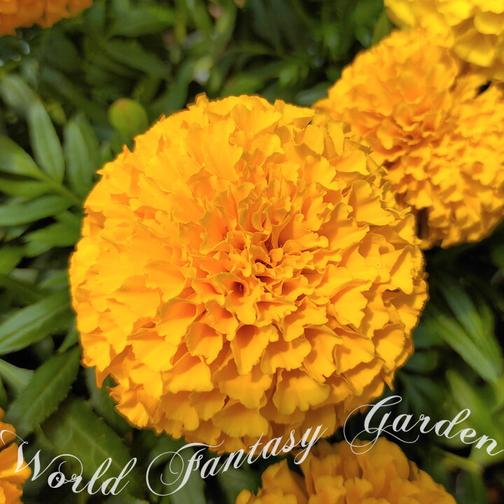 楽天市場 花苗 マリーゴールド アフリカン おまかせ3色mix 3鉢セット 3 3 5号 お届け中 Marigold African 一年草 草花 花壇 庭植え 鉢植え 寄せ植え 夏苗 夏の苗 花 夏の花 苗 クジャクソウ 孔雀草 万寿菊 千寿菊 22spr ハッピーガーデン