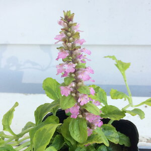 アジュガ 花の人気商品 通販 価格比較 価格 Com アジュガ 花の人気商品 通販 価格比較 価格 Com