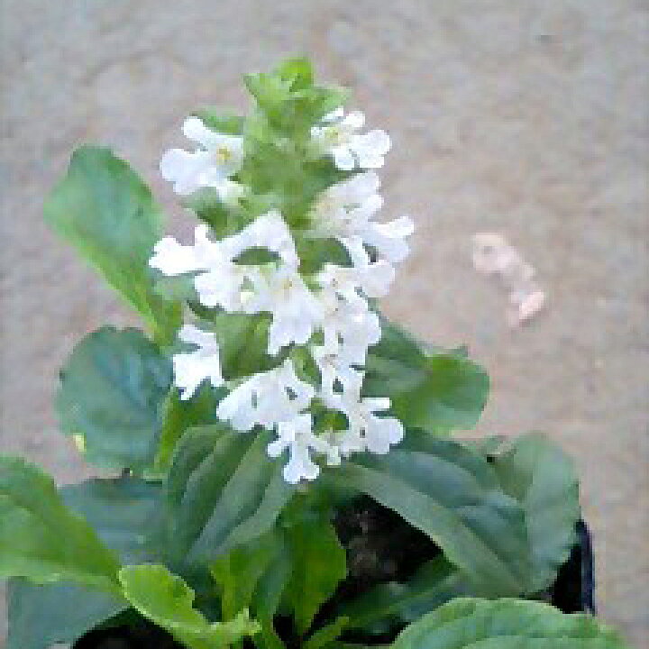 楽天市場 花苗 アジュガ ホワイト 1鉢 2 5 3号 お届け中 Ajuga White Alba 花苗 多年草 苗 宿根草 グランドカバー 耐寒性 シェイドガーデン シェードガーデン 日陰 白花 苗 花の苗 ガーデニング 寄せ植え 庭植え 季節の花苗 草丈低い 春苗 ハッピーガーデン