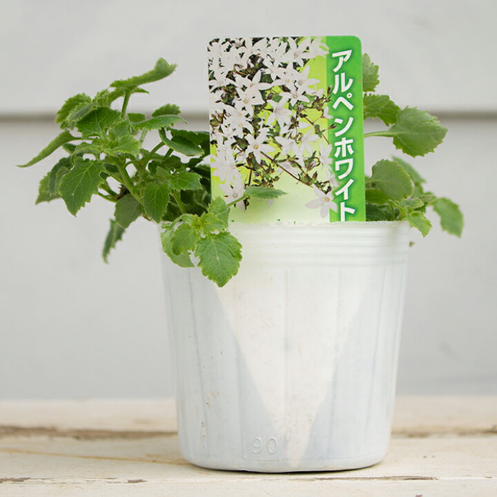 楽天市場 花苗 カンパニュラ アルペンホワイト お届け中 1鉢 3 3 5号 夏苗 花苗 宿根草 白花 草丈高 イングリッシュガーデン 苗 鉢植え ハッピーガーデン