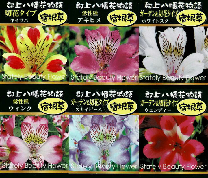 楽天市場 花苗 アルストロメリア 選べる種 1鉢 3 5号ポット お届け中 Alstroemeria 宿根 ガーデンタイプ 切花タイプ 夏苗 ガーデニング 切り花 鉢植え 庭植え コサージュ ブーケ 寄せ植え ハッピーガーデン