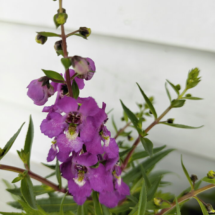 楽天市場 花苗 夏 アンゲロニア セレニータ 5色から選べる 1鉢3 3 5号 お届け中 Angelonia Angustifolia 鉢植え 鉢物 プランター 寄せ植え 夏苗 夏の苗 夏の花 非耐寒性多年草 ガーデン ガーデニング 青花 桃花 白花 紫花 ハッピーガーデン