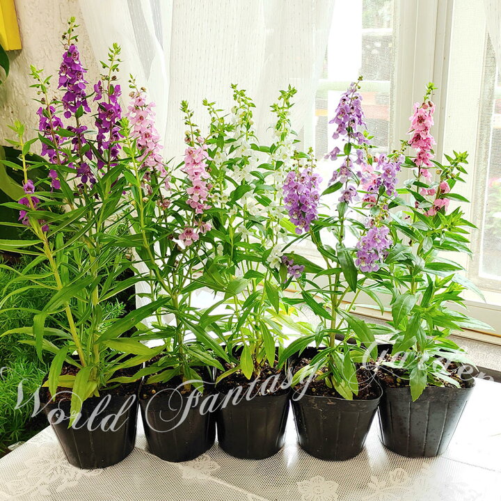 楽天市場 花苗 アンゲロニア セレニータ 5色から選べる 1鉢3 3 5号 お届け中 Angelonia Angustifolia 鉢植え 鉢物 プランター 寄せ植え 夏苗 夏の苗 夏の花 非耐寒性多年草 ガーデン ガーデニング 青花 桃花 白花 紫花 ハッピーガーデン