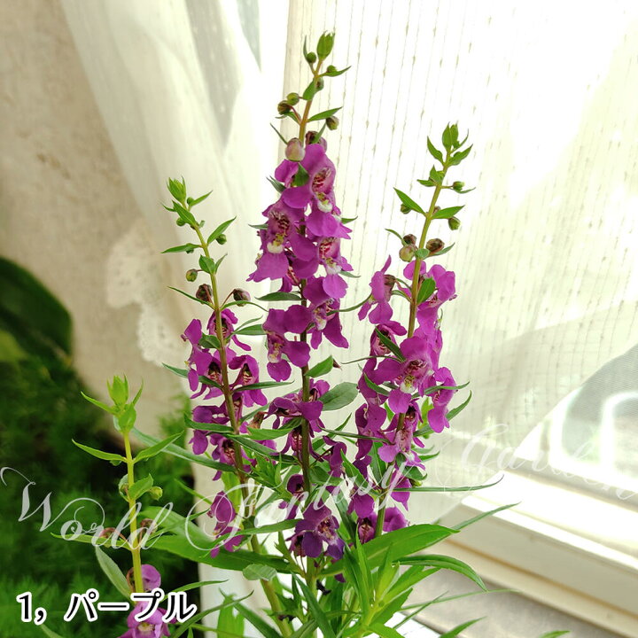 楽天市場 花苗 夏 アンゲロニア セレニータ 5色から選べる 1鉢3 3 5号 お届け中 Angelonia Angustifolia 鉢植え 鉢物 プランター 寄せ植え 夏苗 夏の苗 夏の花 非耐寒性多年草 ガーデン ガーデニング 青花 桃花 白花 紫花 ハッピーガーデン